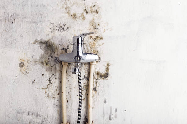 Best Mold Testing and Inspection Services in Bloomington, CA