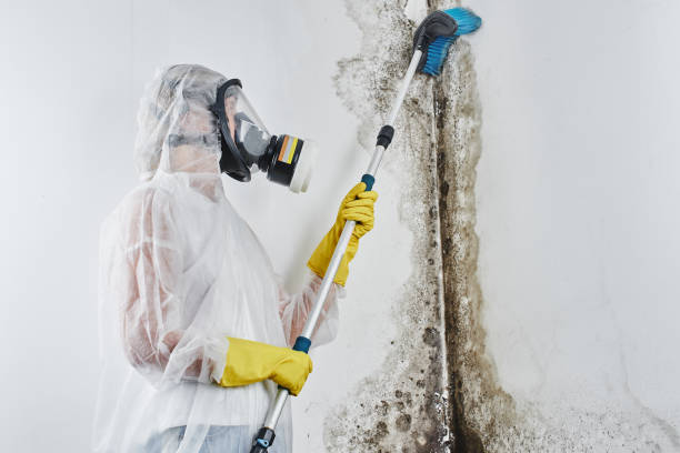 Best Post-Flood Mold Remediation in Bloomington, CA