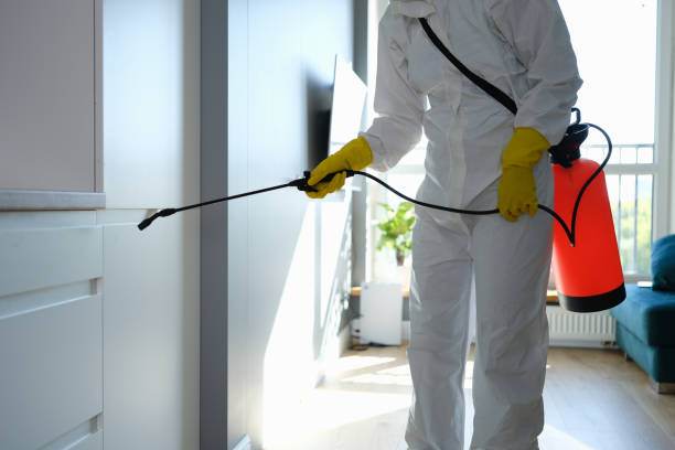 Best Basement Mold Remediation in Bloomington, CA