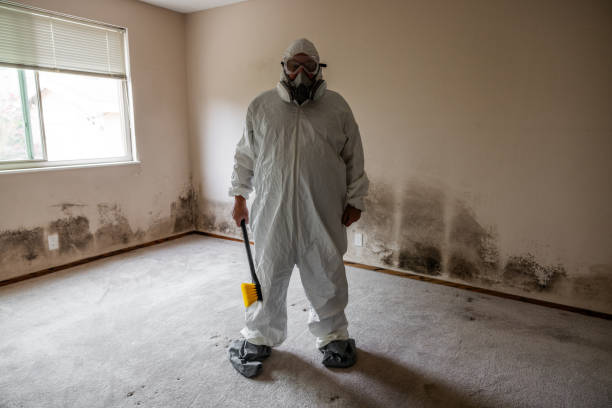 Best Crawl Space Mold Remediation in Bloomington, CA