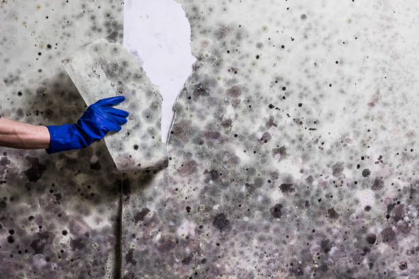 Best Black Mold Remediation in Bloomington, CA